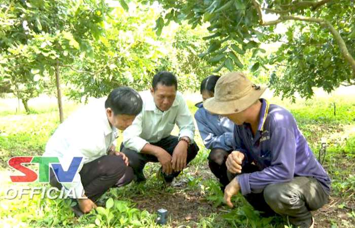 Giải pháp cải tạo độ phì nhiêu cho đất trồng cây ăn trái
